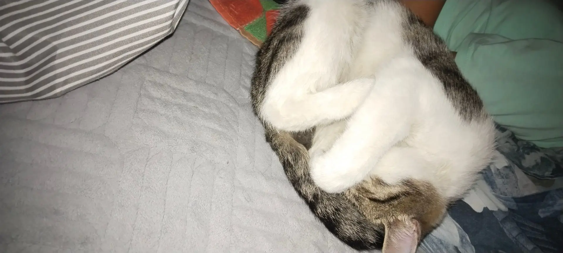 Надо срочно пристроить кота не взрослый мальчик забрали у живодёров 🐱🐱🐱