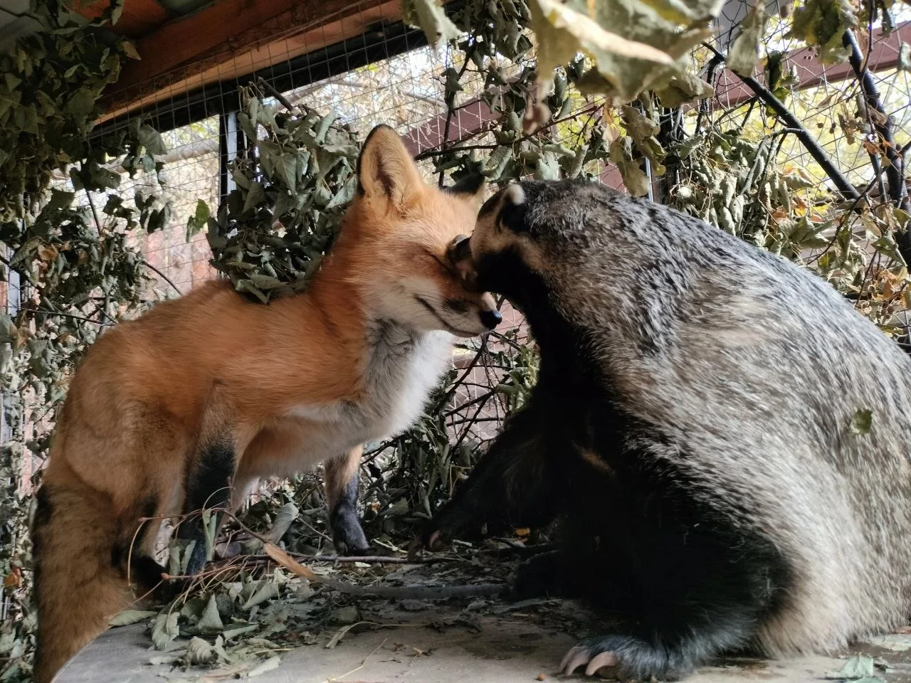 🐾 Начинаем день с нежностей. В Иркутском зоосаде хорошей погодой и приятной компанией ...