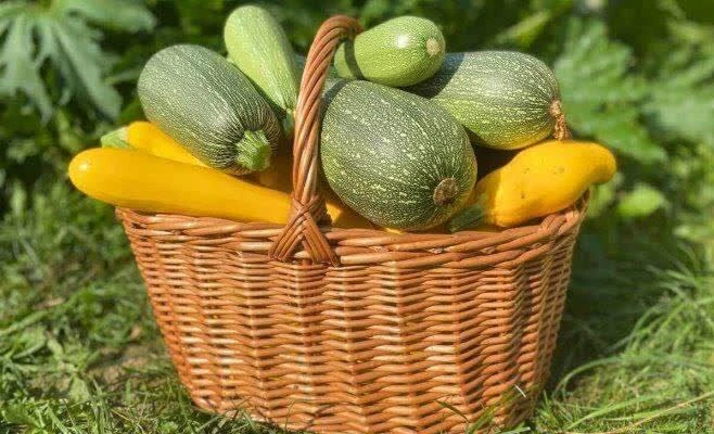 Как сохранить кабачки до весны: 2 проверенных способа 🥒