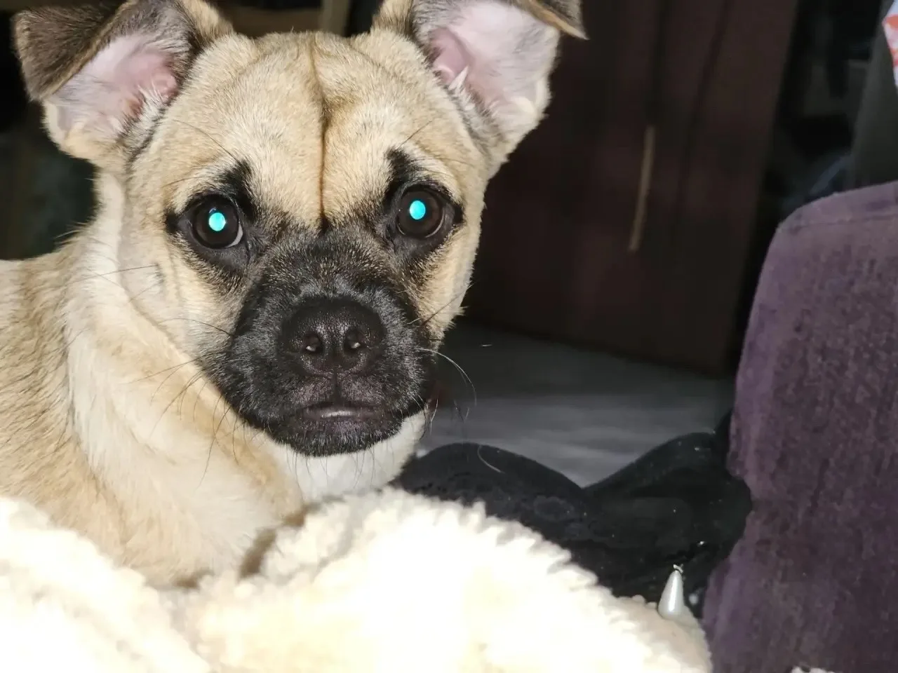 Отдаём 🐕нашу собаку в добрые руки 🤲— даром. ❤️‍🩹Это очень ласковая и спокойная собак...