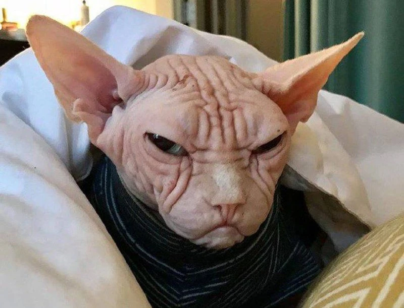 Сегодня — День ворчуна.
