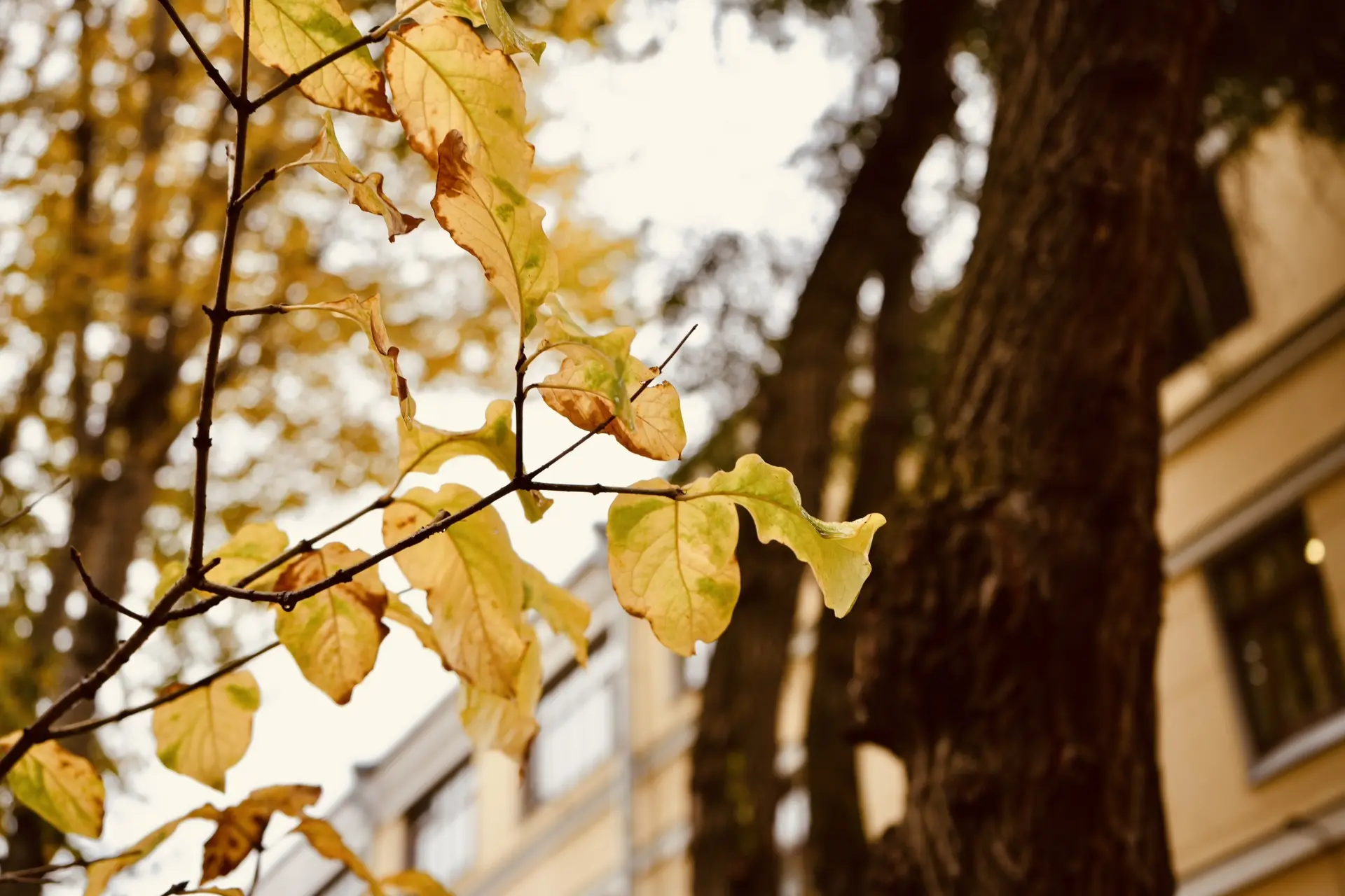 Золотая осень в Плехановском университете🍁
