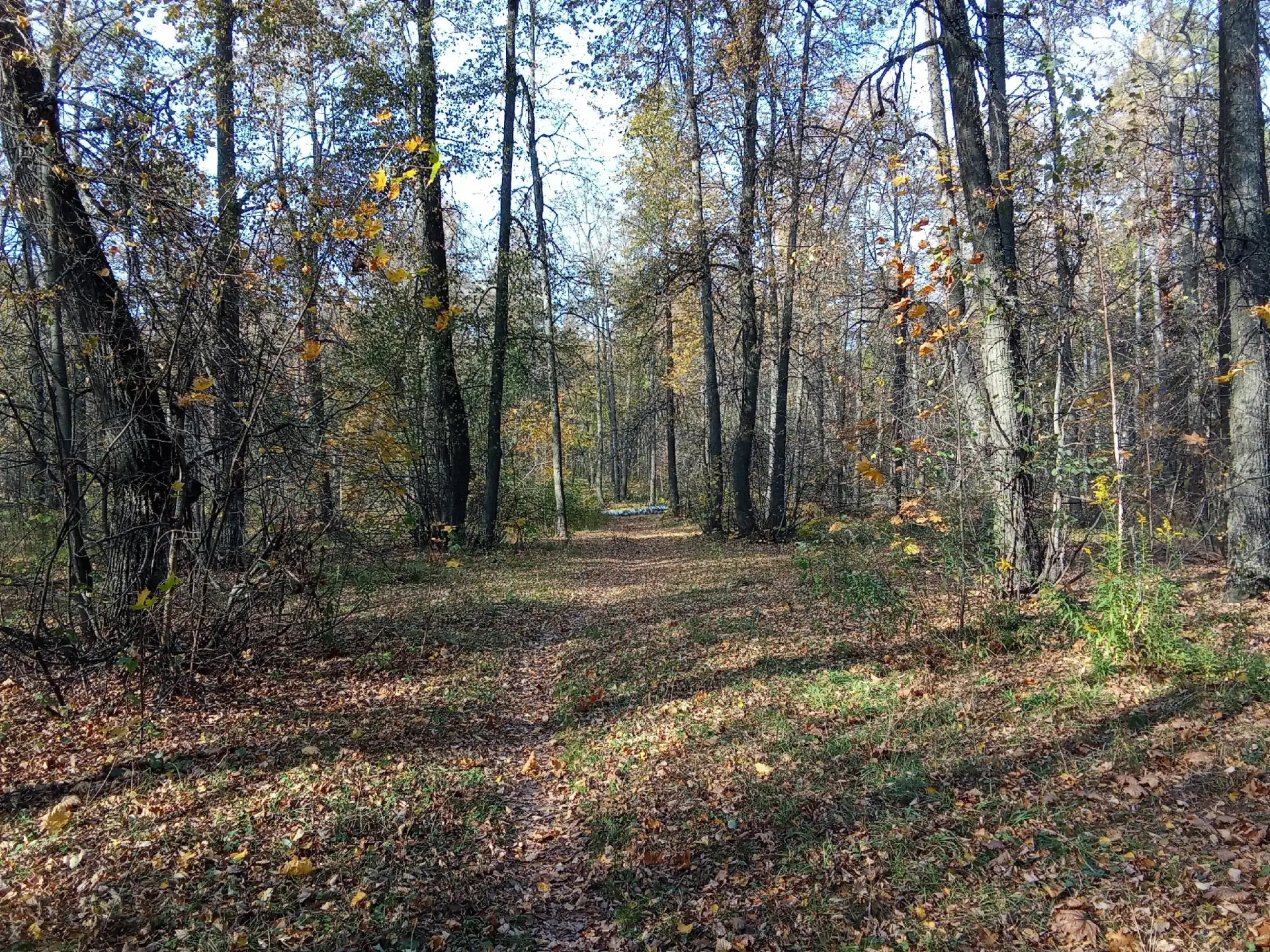 В лесопарке Северный