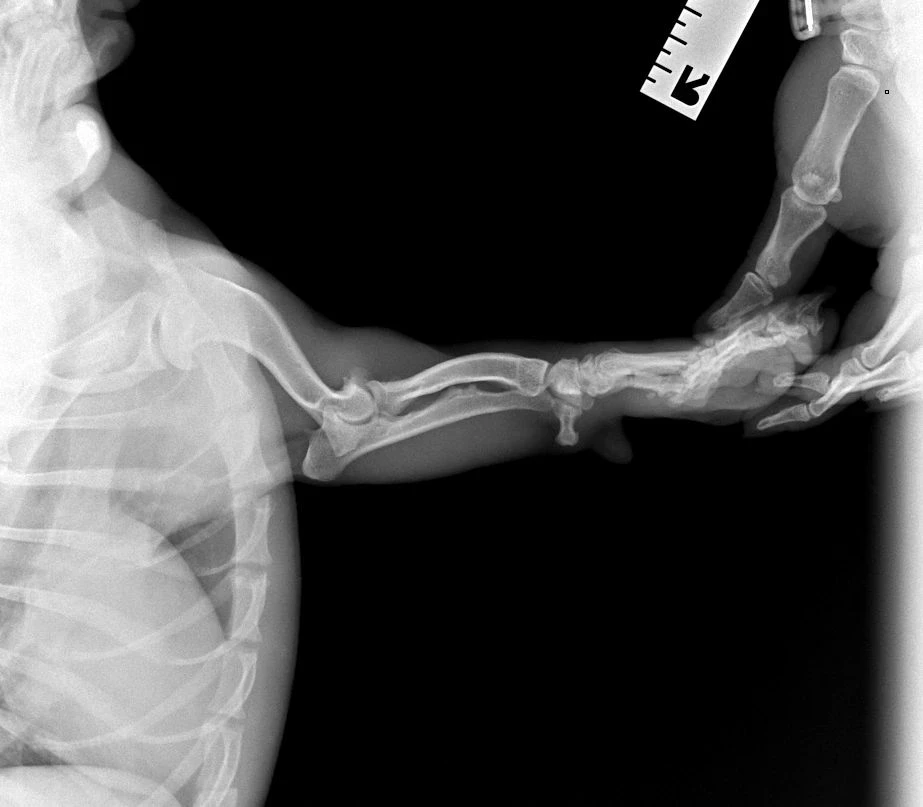 🏥👨‍⚕️💉Остеосинтез  передней конечности🐾— это хирургическая операция, при которой ко...