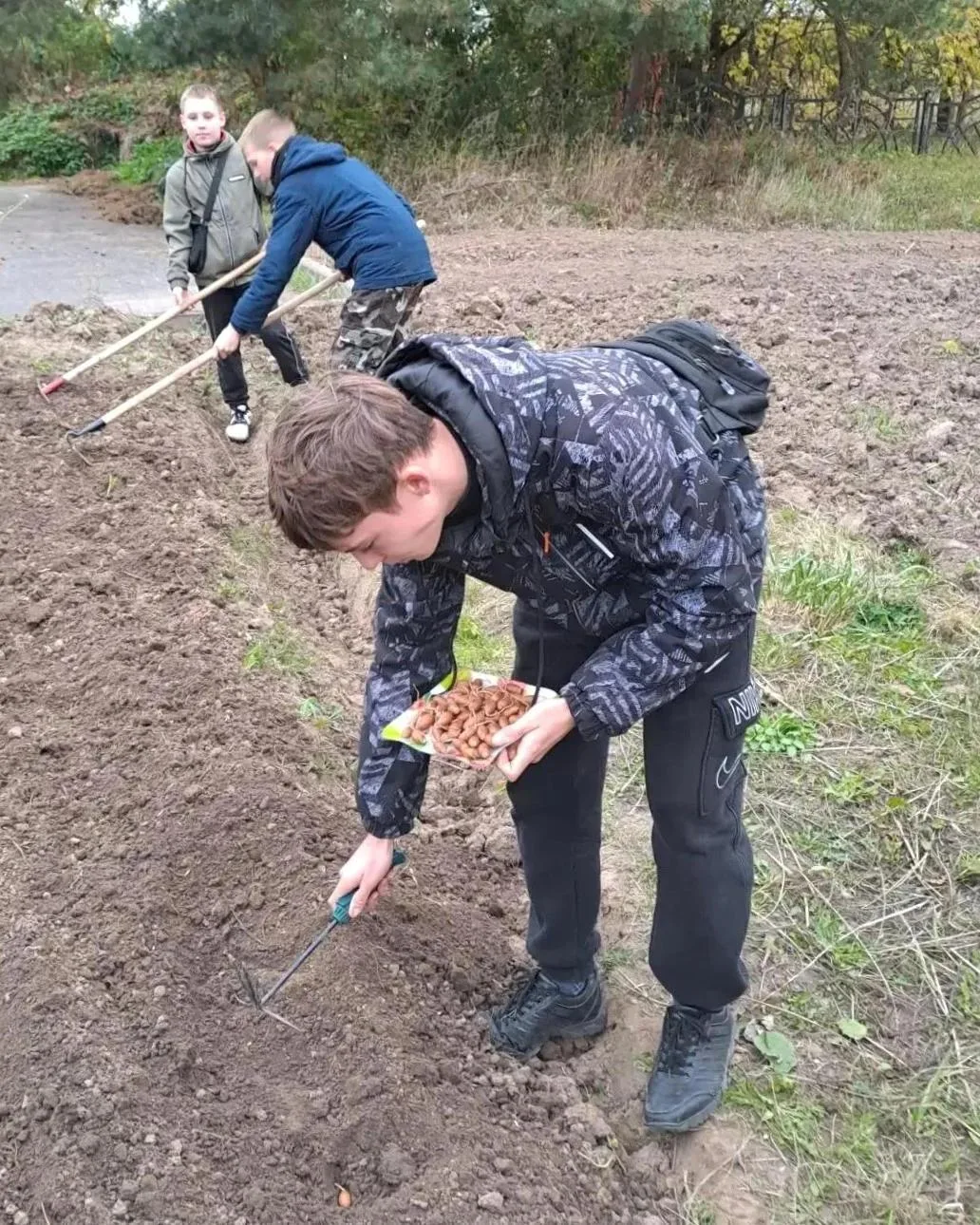 🌱Школьники Клина в питомнике посеяли жёлуди дуба черешчатого и семена сибирской сосны ...
