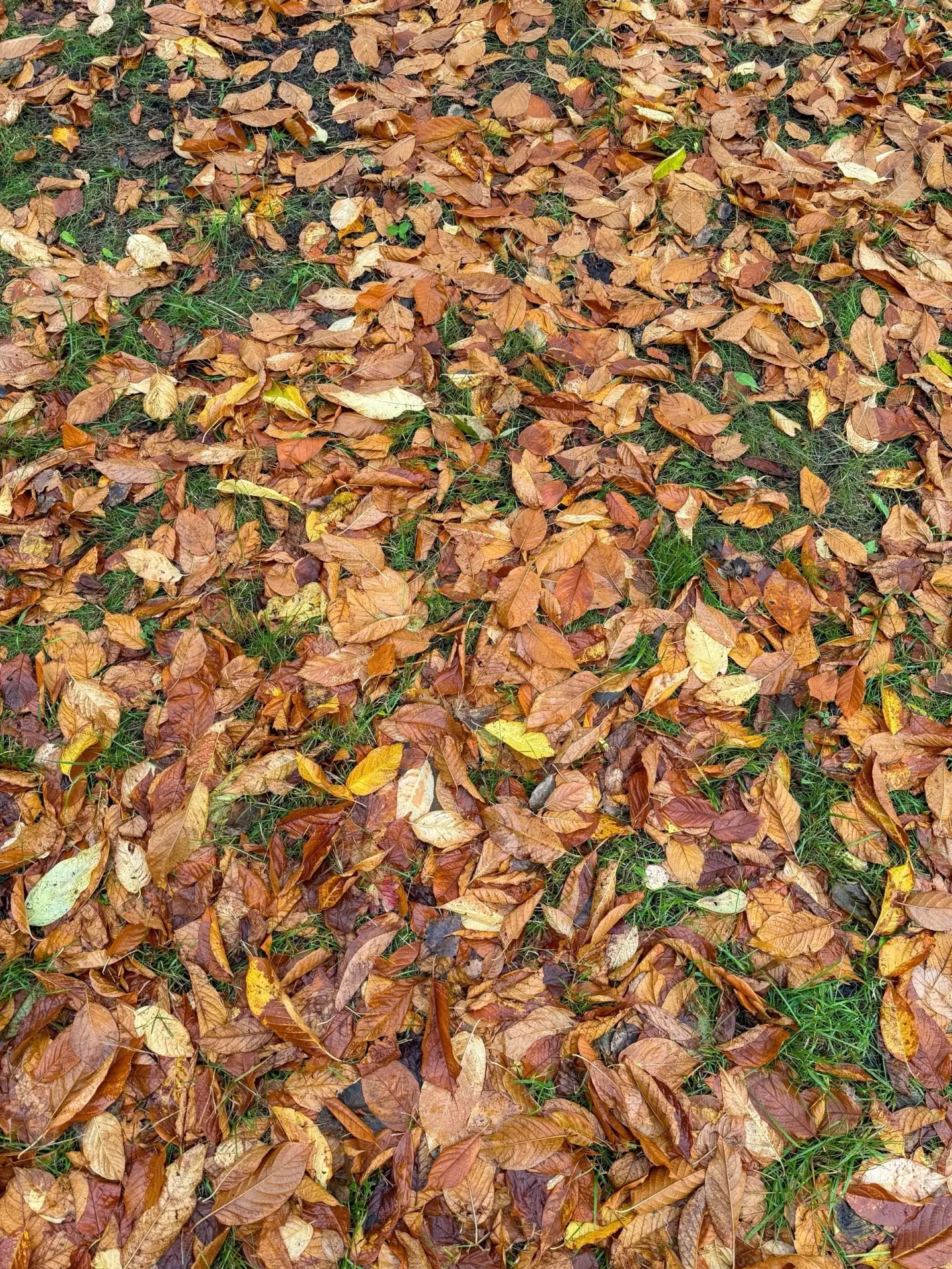 🍁 Осенняя суббота — время замедлиться, почувствовать момент и порадоваться простым вещ...
