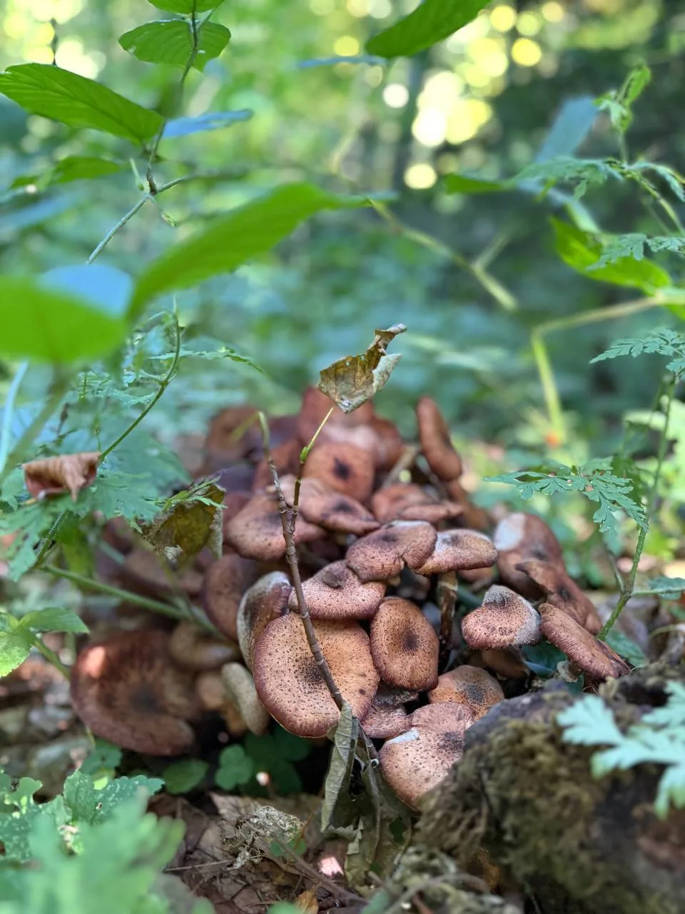 🍄‍🟫 В горах Сочи продолжается грибной сезон