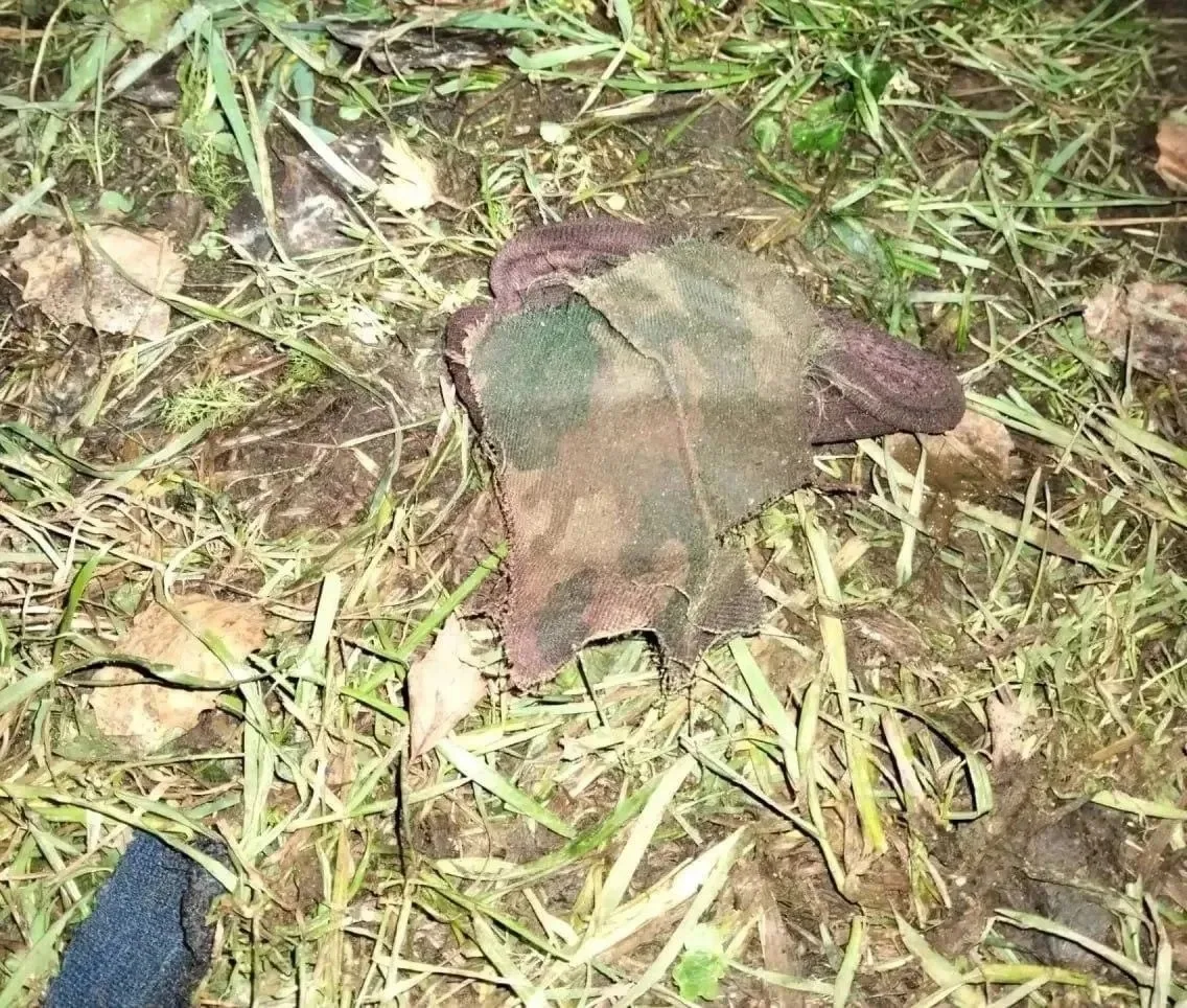 🛑Медведь убил мужчину в лесу в Архангельской области — первое нападение этого хищника ...