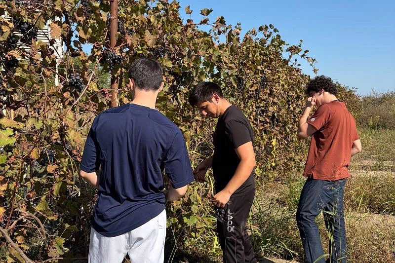 🍇 Студенты ДагГАУ на винограднике