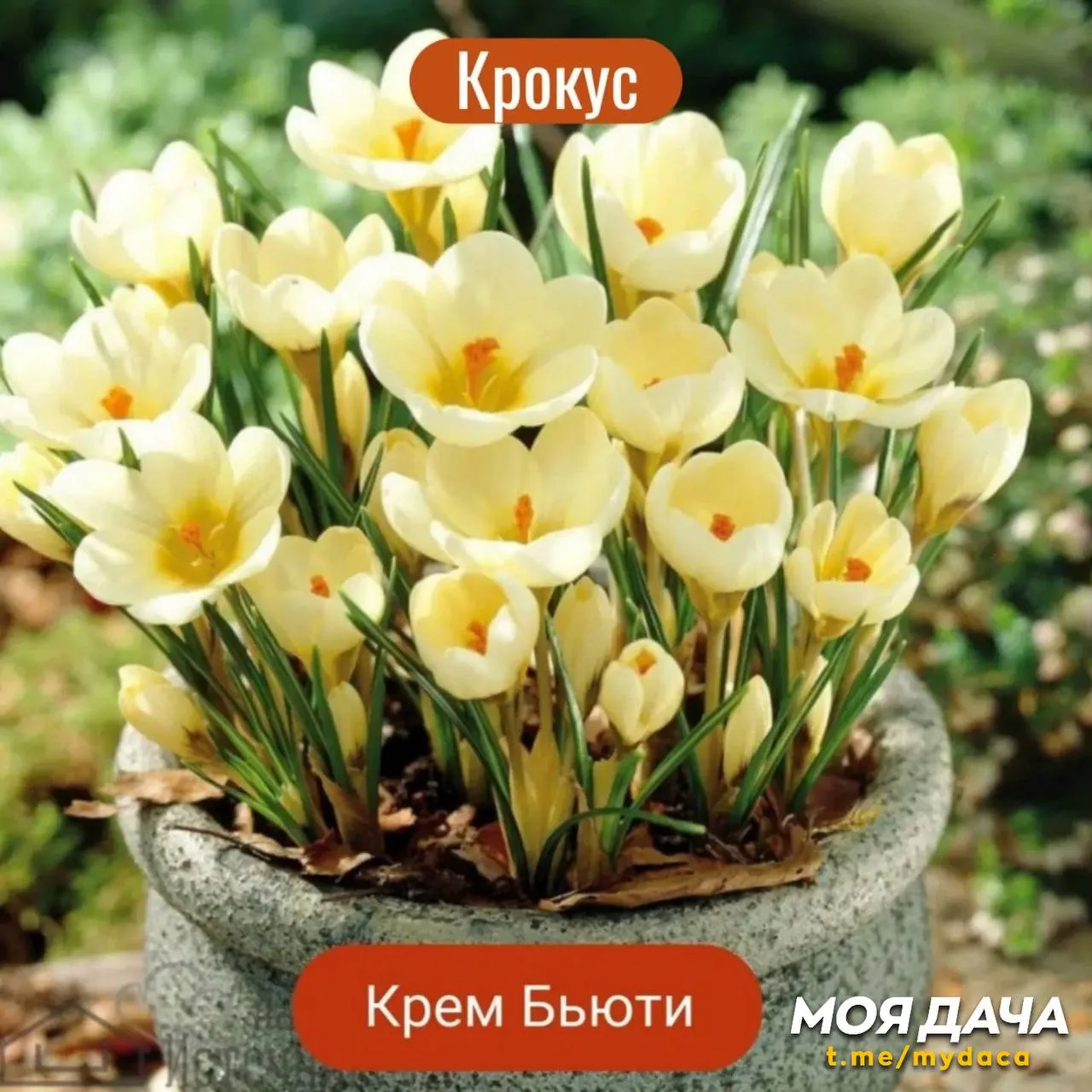 Мелколуковичные: крокусы и мускари 💐
