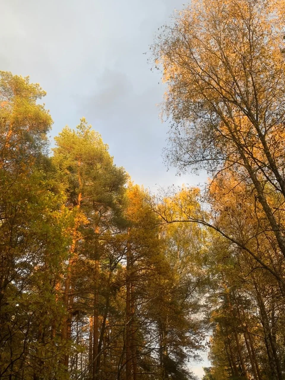 Чуток вчерашней красоты. Не сидите дома, впереди долгая зима нужно набраться положитель...