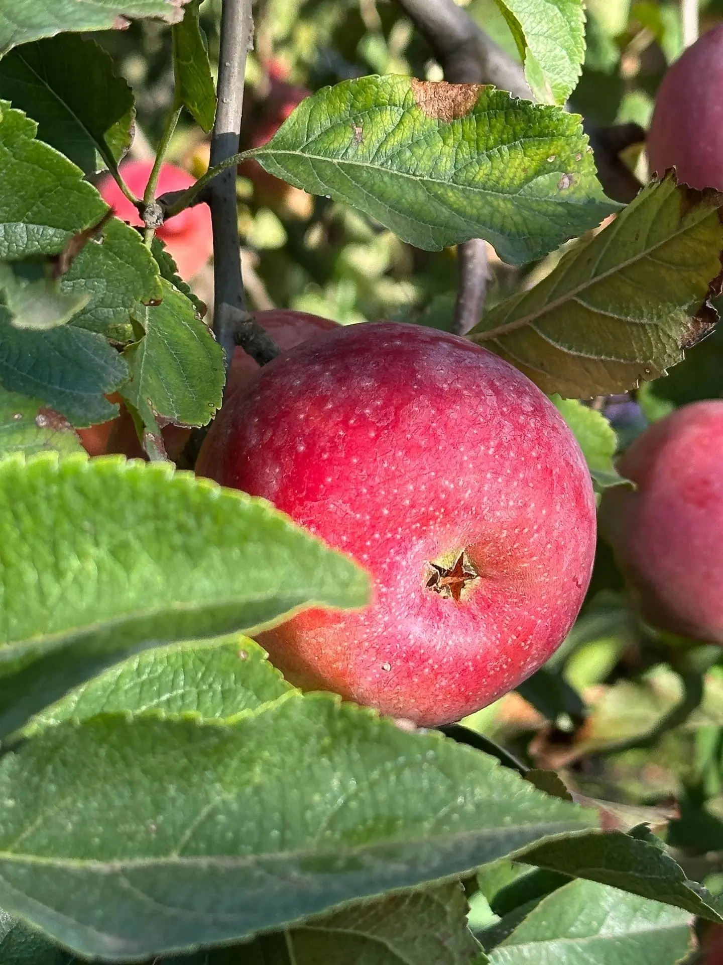 Осень в Анапе – яркая, красивая и вкусная 🍎