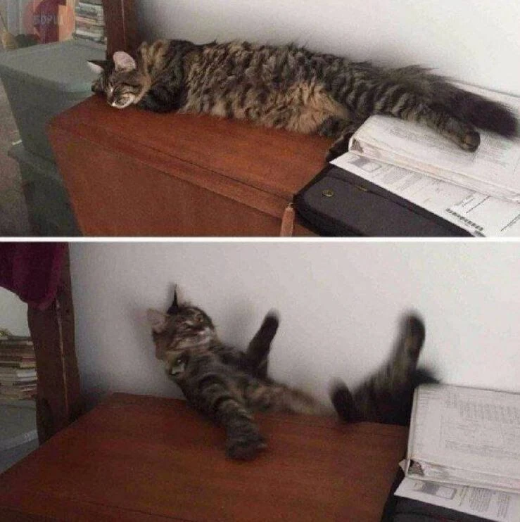 Мой кот до и после того, как я чихнул🤭