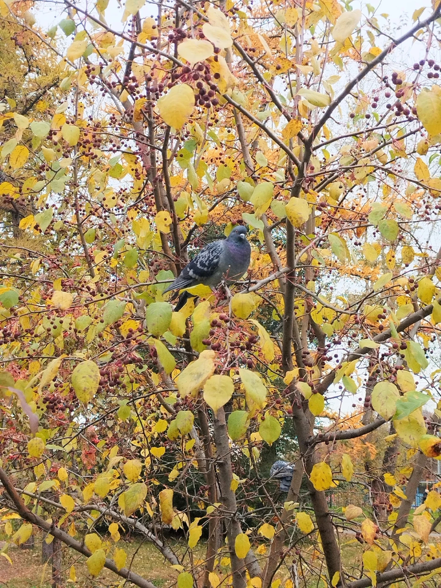 🍁В золотых красках осени живёт мгновение: шуршит листва, пробежала белка, а с ветки на...