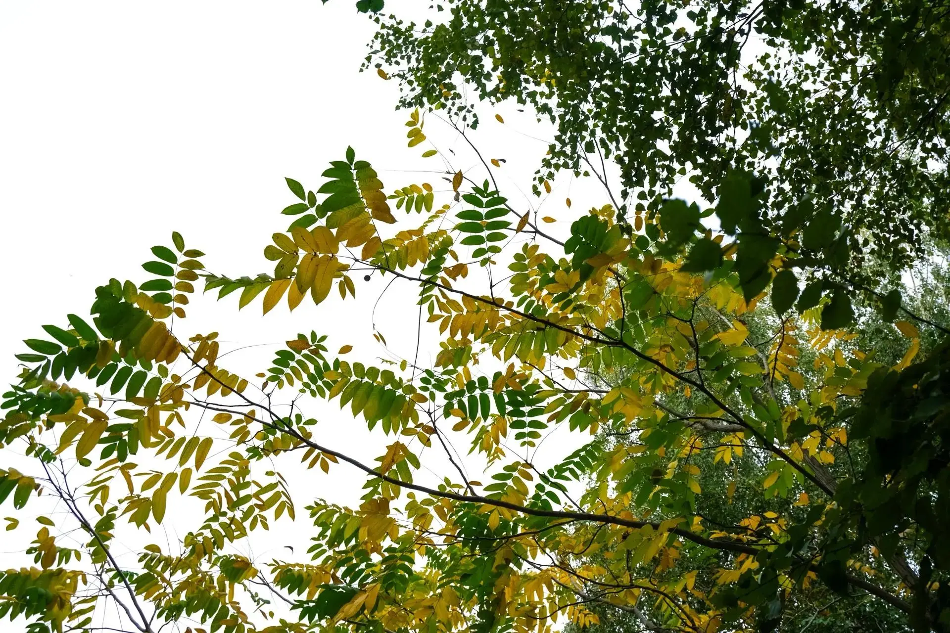 🍂 ПОГОДА В ГОРНО-АЛТАЙСКЕ НА НЕДЕЛЮ