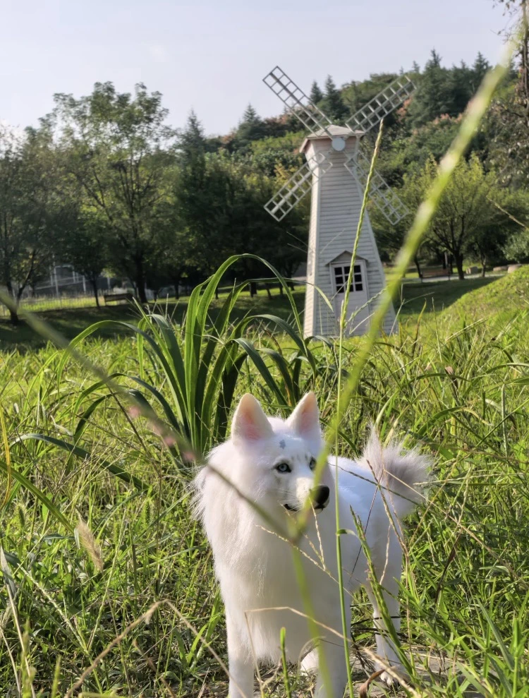 Сю Ляо снова путешествует 🐕👍🏼