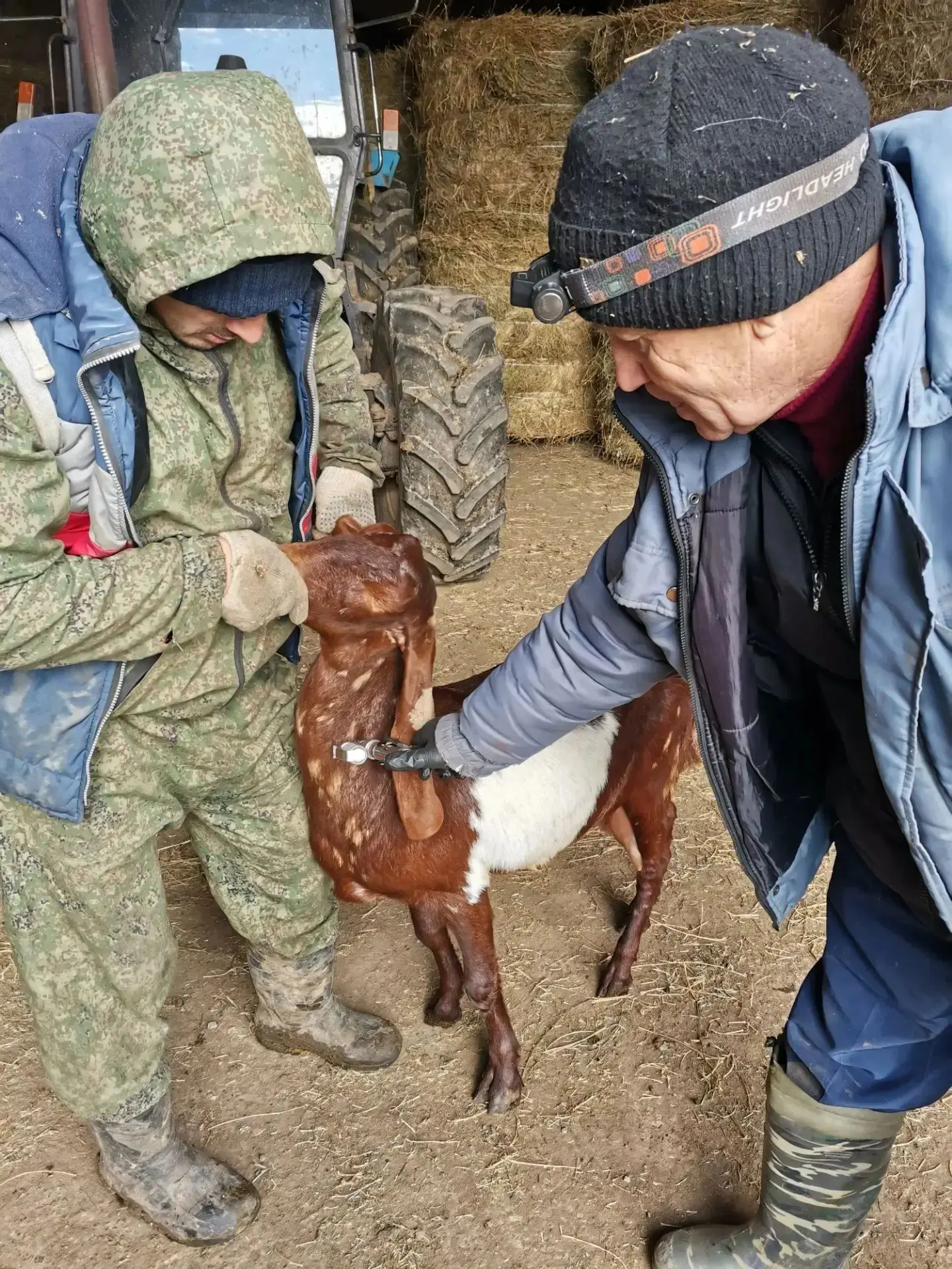 🐂 Ветслужба на связи: Крещеные Казыли!