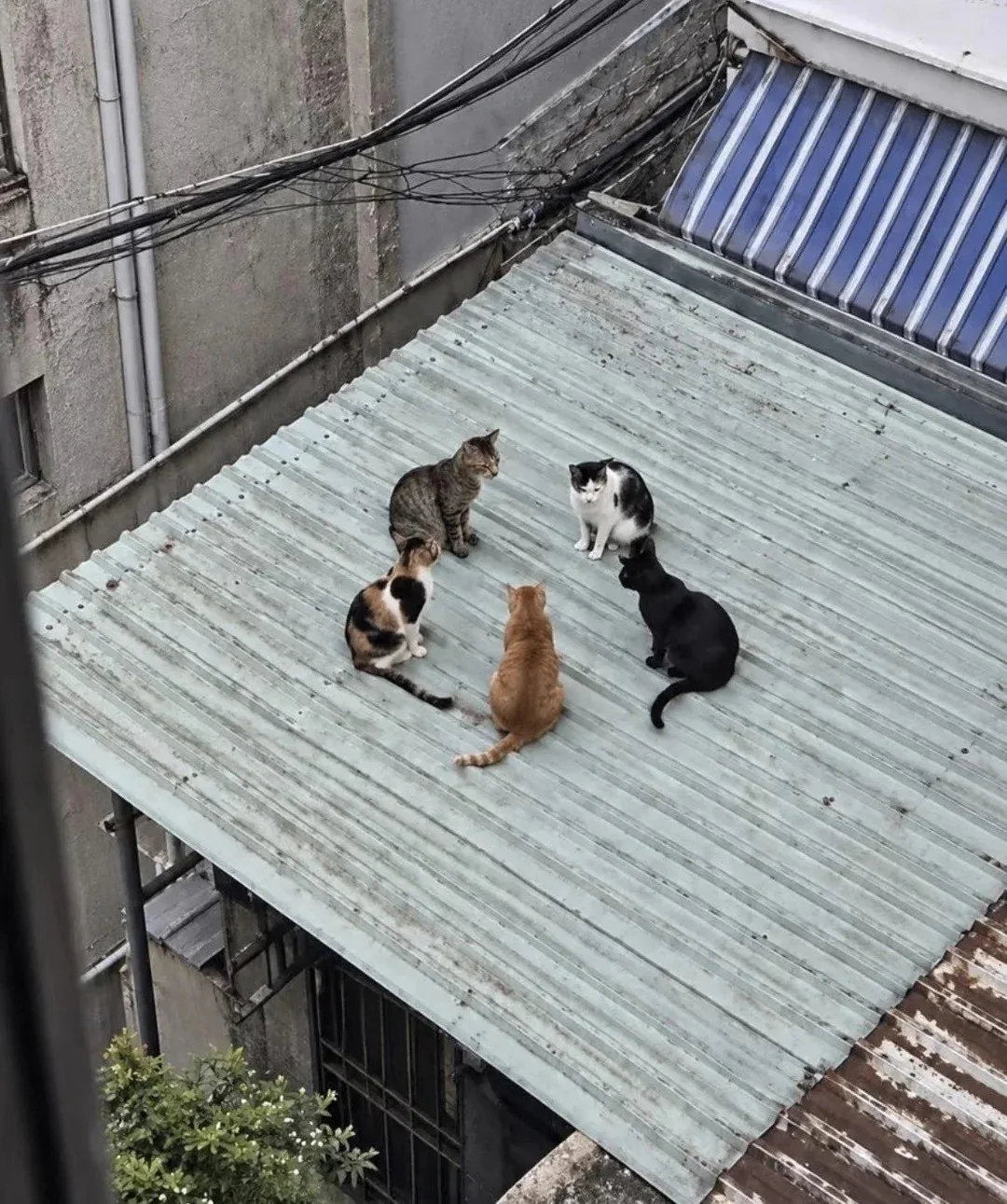 Типичное совещание в IT-компании 😸😸😸