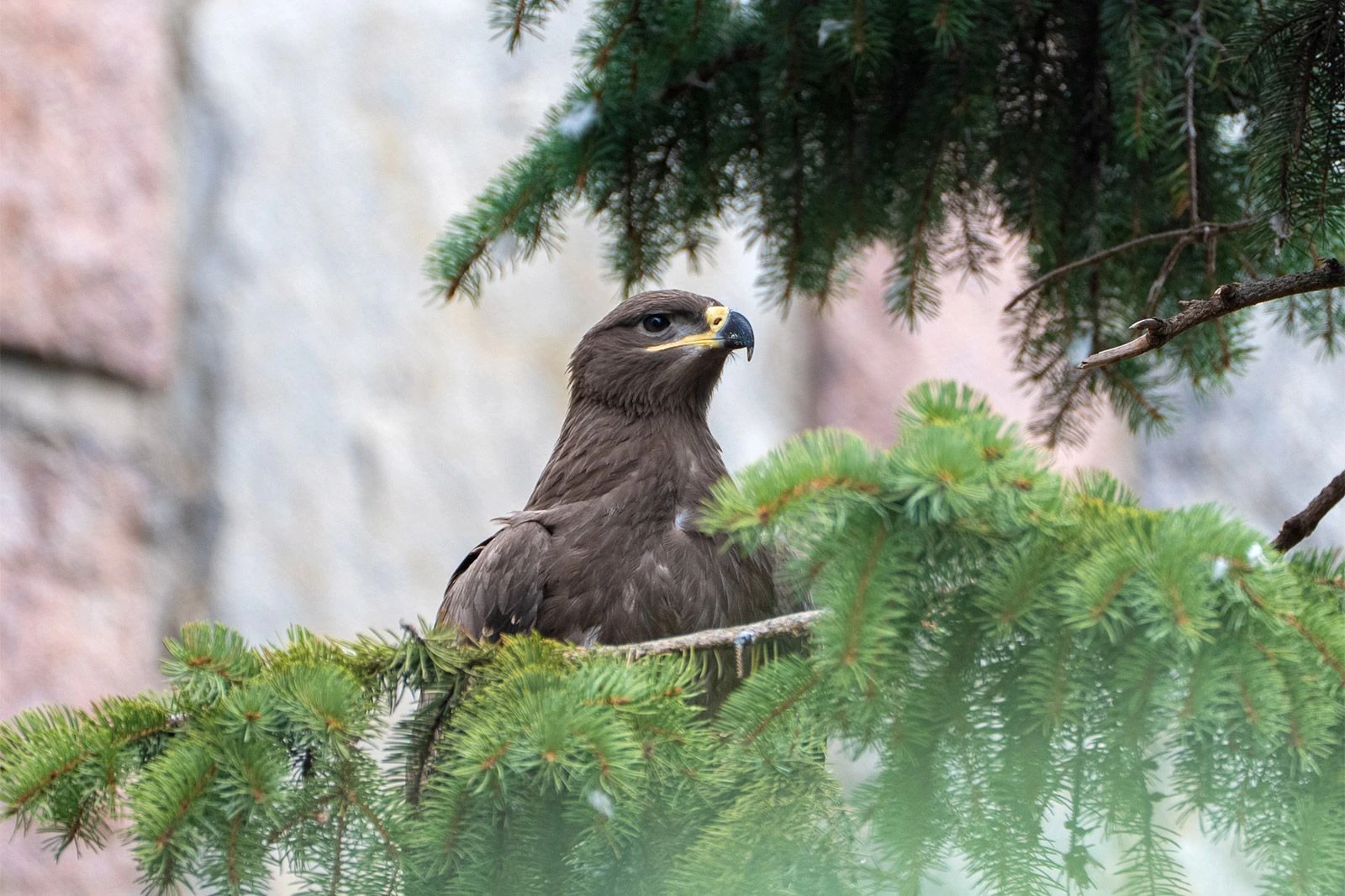 🦅 Как назвать степного орла из Московского зоопарка, решат жители столицы в новом голо...