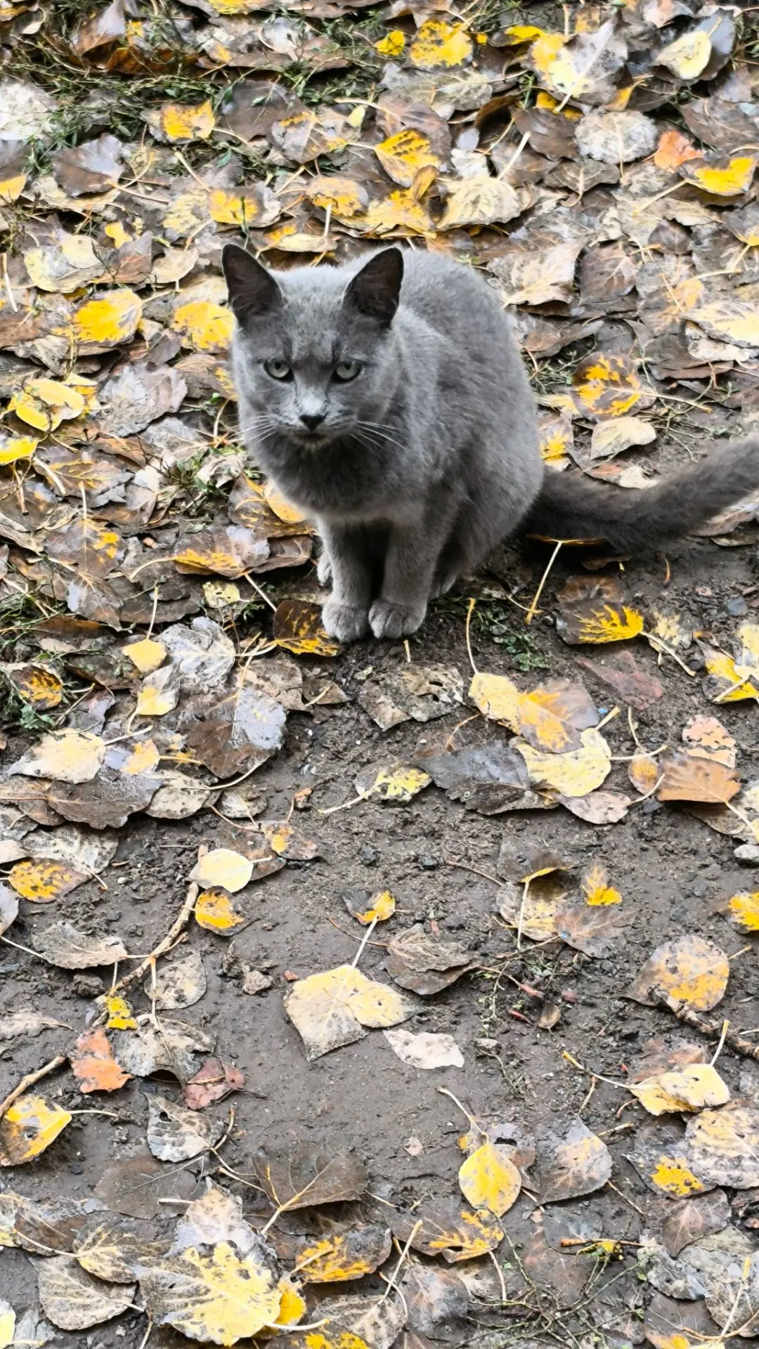Кировские почтовые коты.