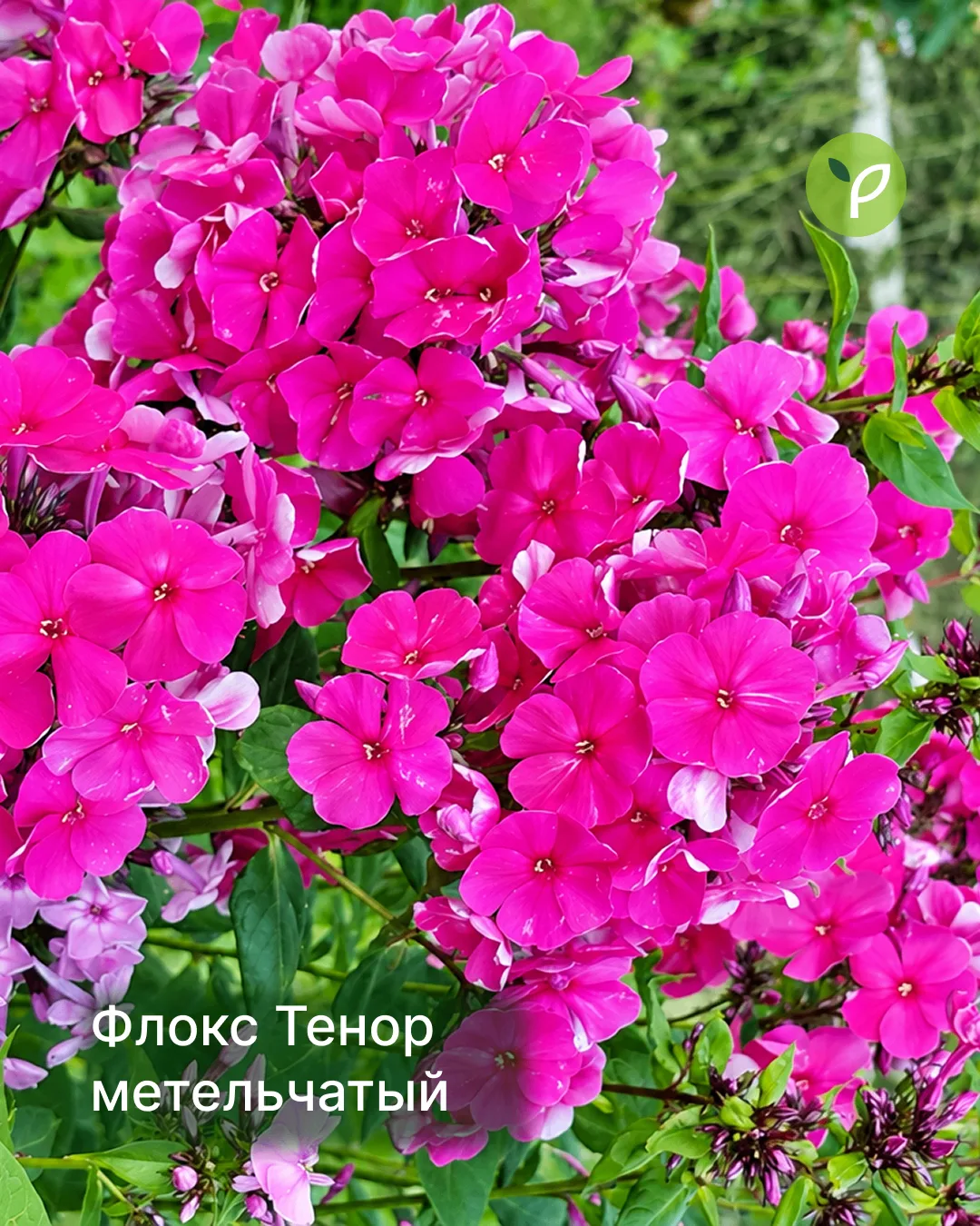 Бабушкин цветок или садовый люкс? 😏
