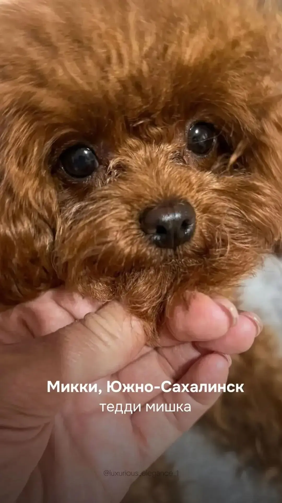 #ВыпускникиРоскошнаяЭлегантность