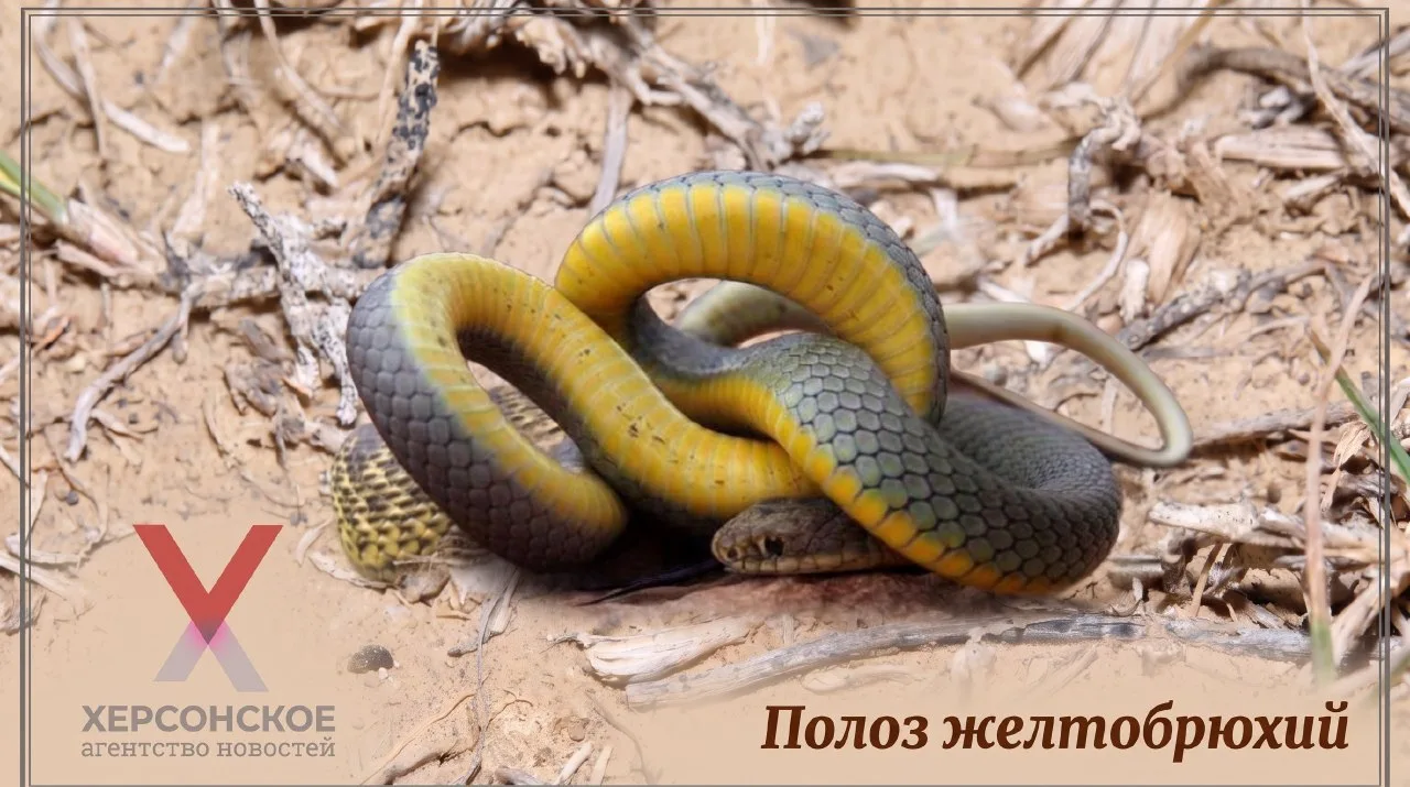 🐍 Полоз желтобрюхий — самая крупная змея Европы и один из наиболее известных представи...