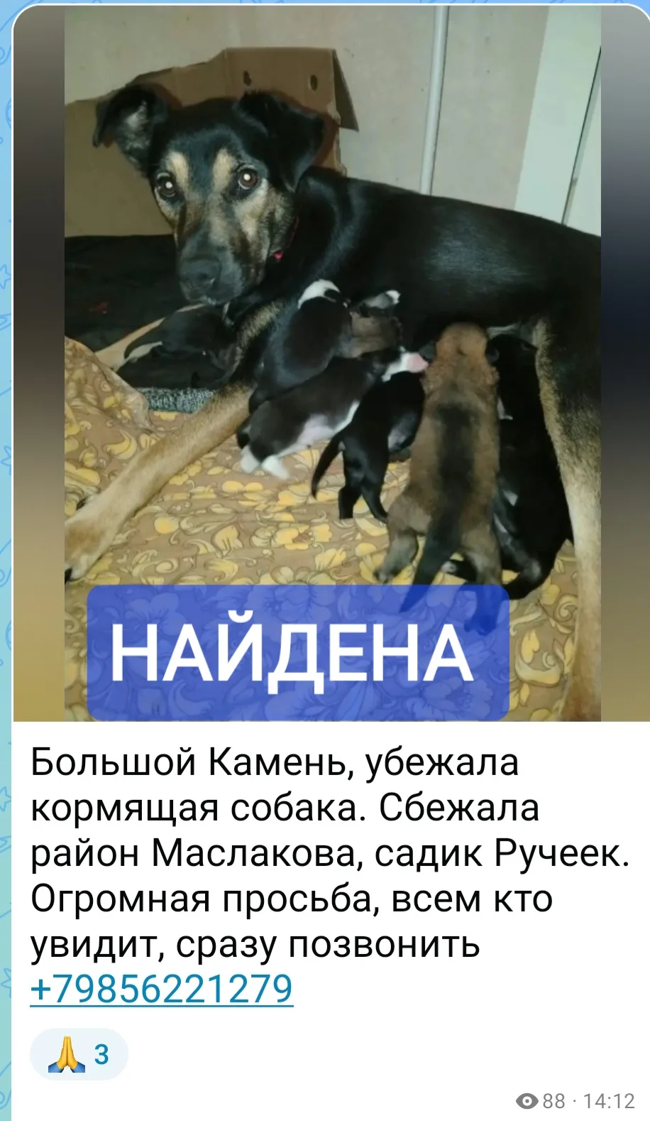 Большой Камень, убежала кормящая собака. Сбежала район Маслакова, садик Ручеек.