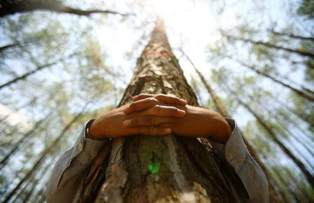 Обязательно обнимите ЭТИ деревья 🌲