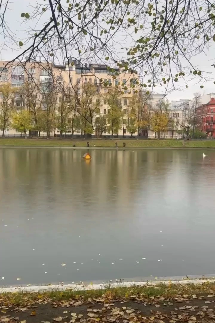 На московских прудах могут запретить рыбалку после травм лебедей!