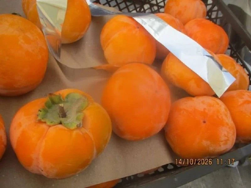 ​🍊 Восемь тонн хурмы с опасным вредителем завезли в Челябинскую область