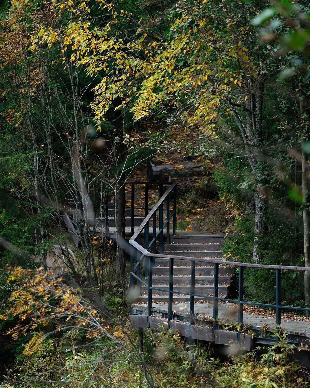 Линдуловская роща превратилась в осеннюю сказку