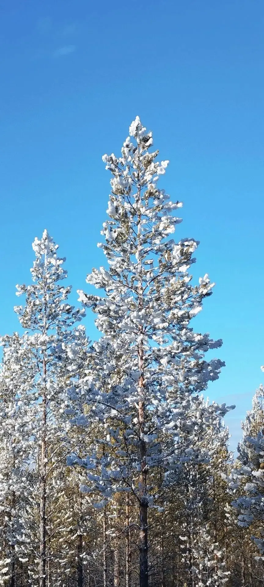 ❄️🧣 А вы не заметили, что зима у нас стала приходить раньше? Или нам только кажется?