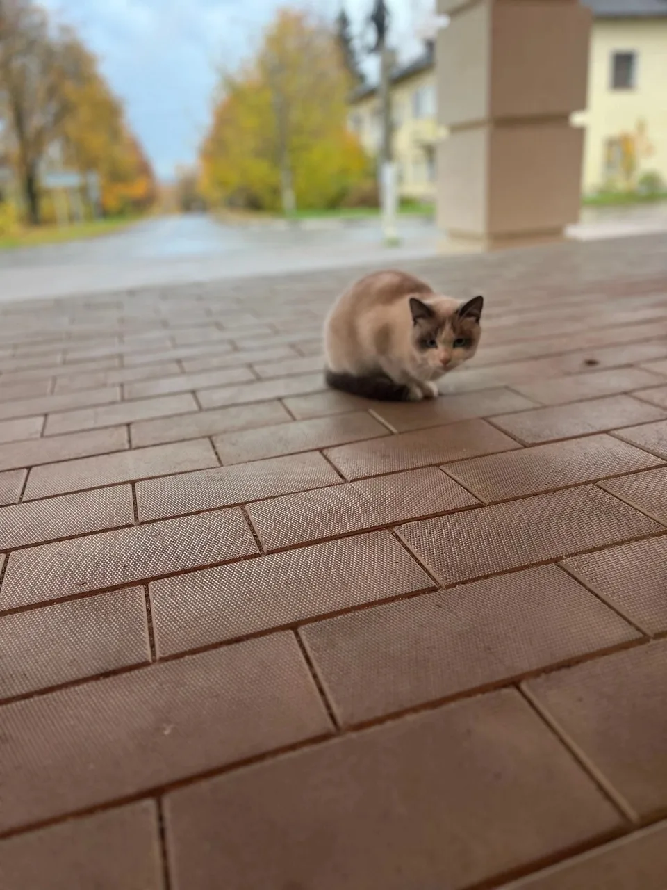 Чья кошка возле ДК,видно что домашняя, ни кто не терял?