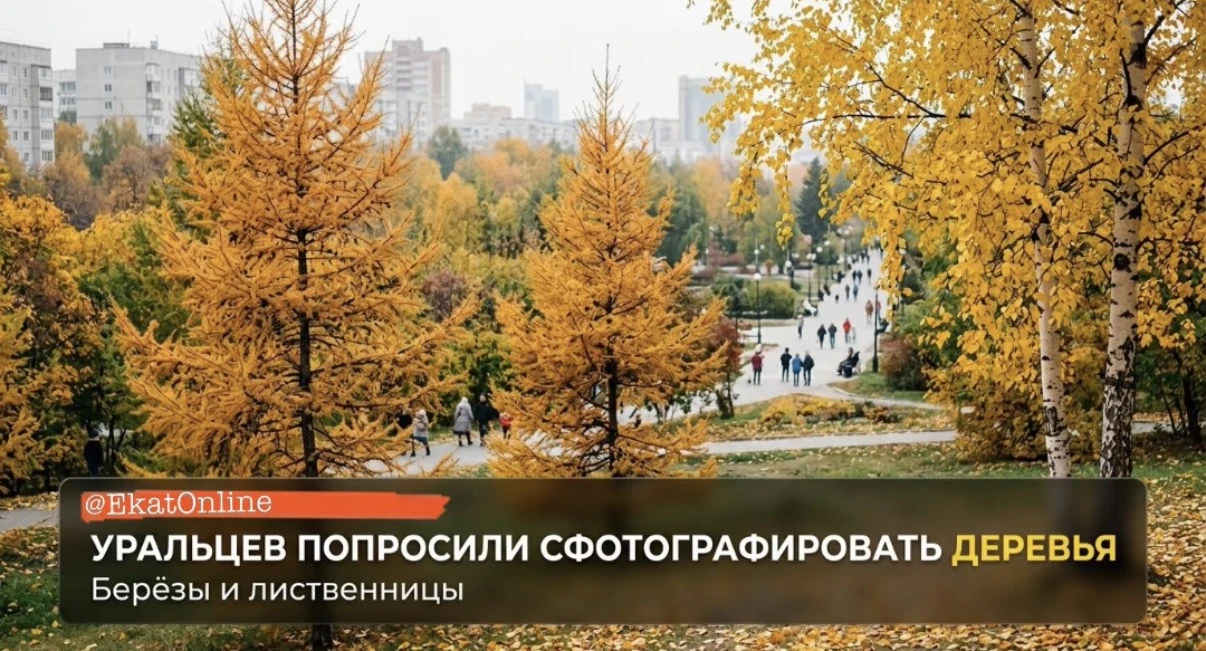 📸 Берёзы и лиственницы, приготовьтесь к фотосессии