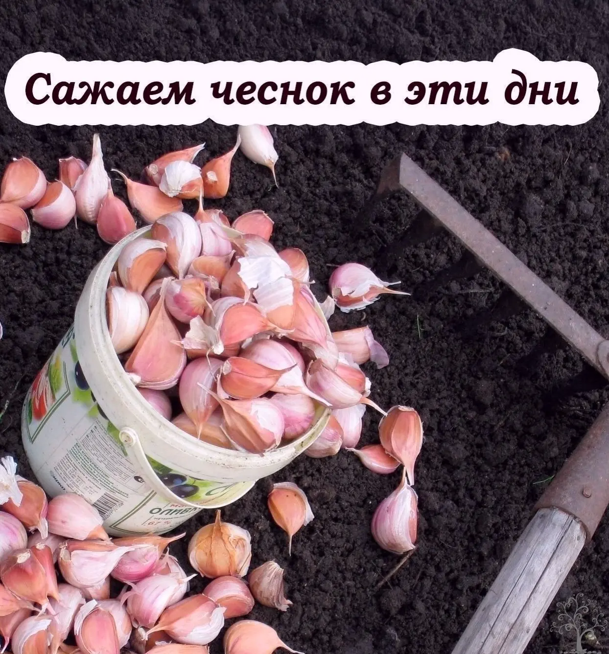 Посадка озимого чеснока осенью – залог крепких зубков и богатого урожая летом. Главное ...