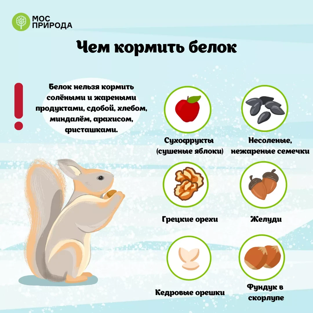 🐿️ Наши пушистые соседи: как правильно заботиться о белках в колледже
