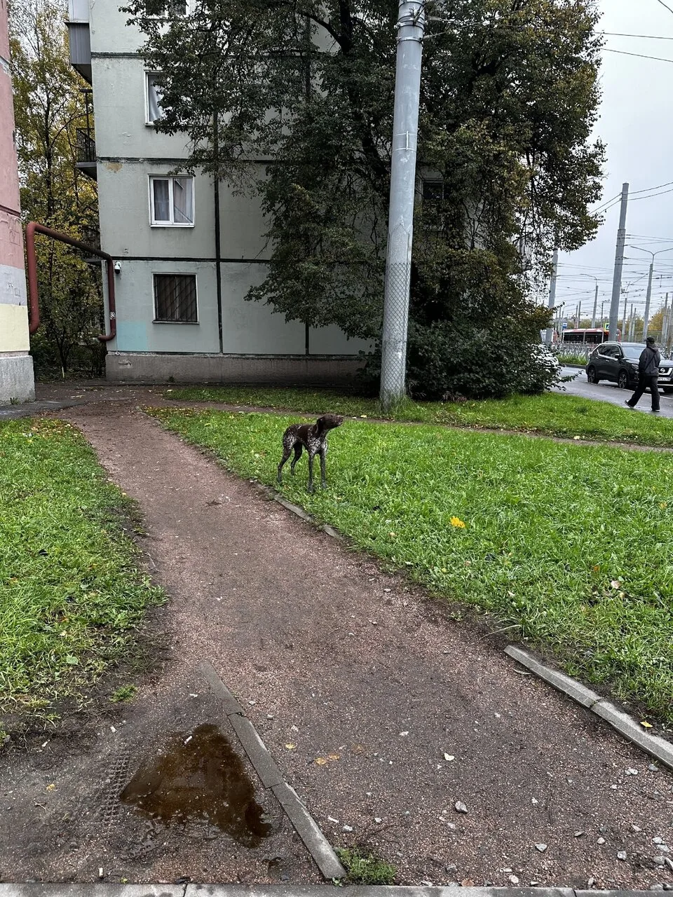 Собака ищет хозяина у дома на Новочеркасском проспекте