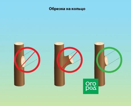 Обрезка вишни и черешни осенью: краткое руководство🍒