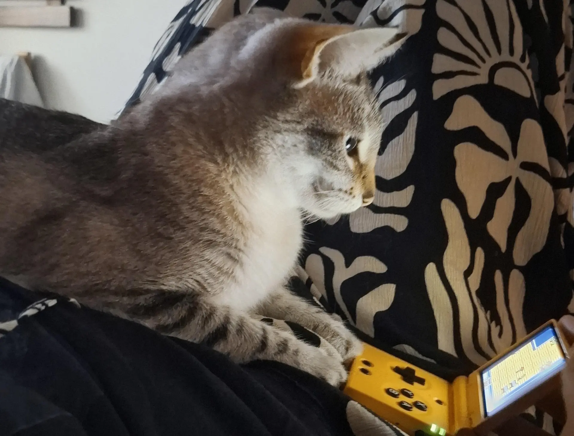 Типичный ITКотик 😸👨‍💻