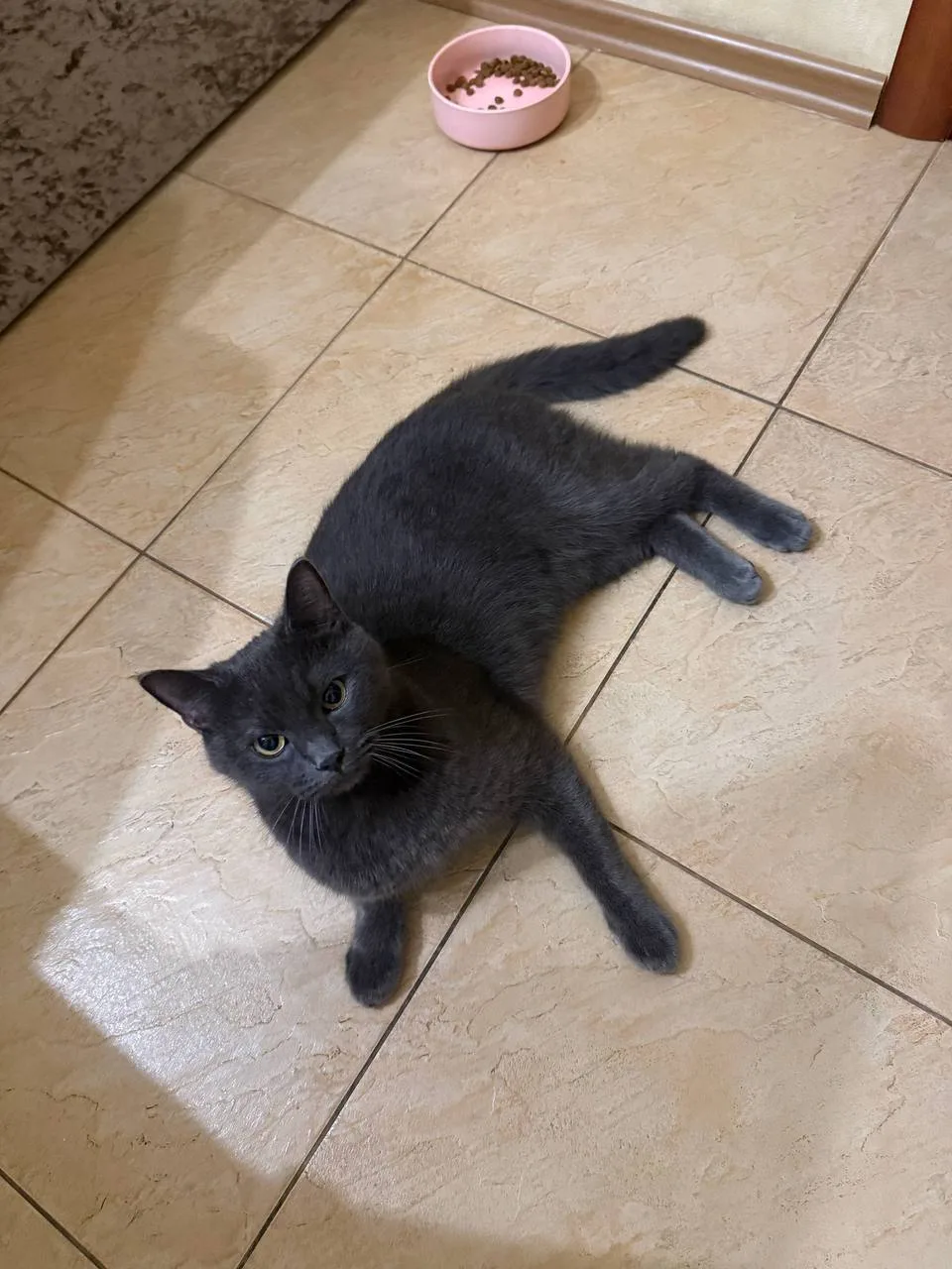 🐈‍⬛ #потеряшкишанхая