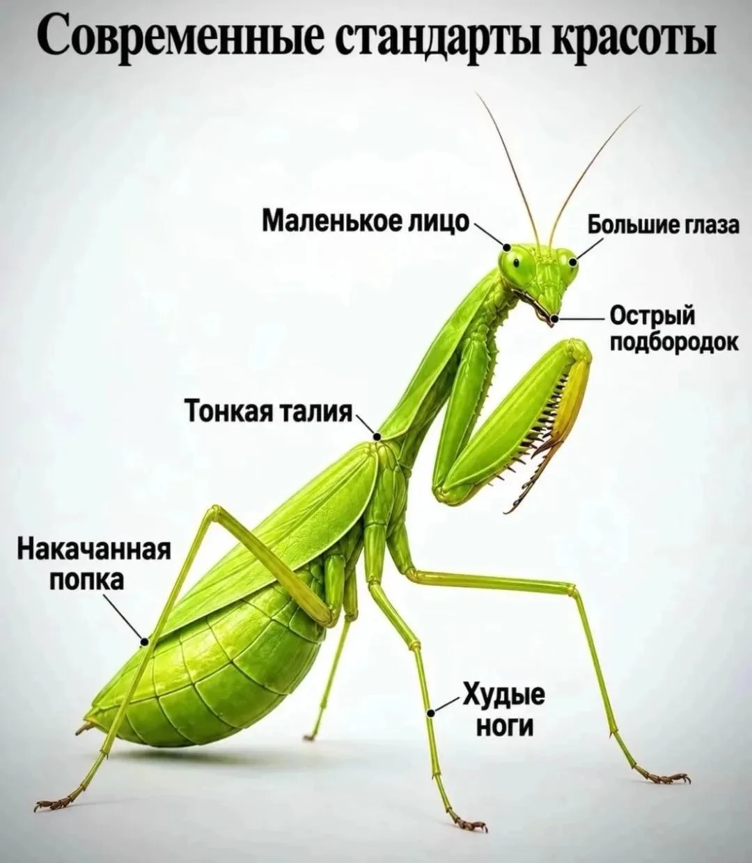 Стандарты современной красоты...