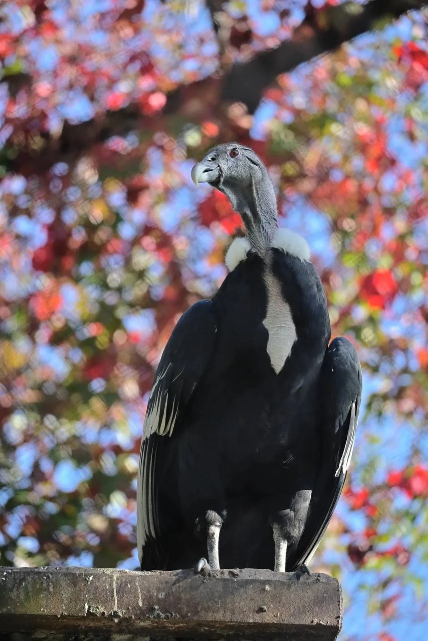 Кондор Ева в осеннем убранстве 🦅