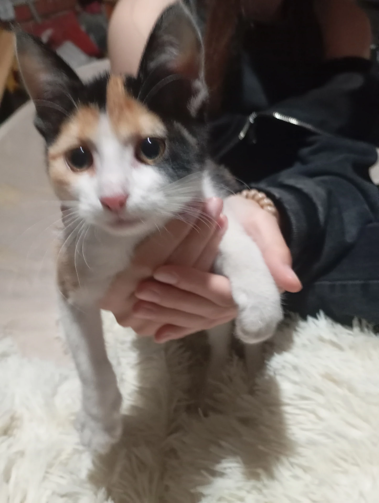 Нашли котёнка, в селе Донское.