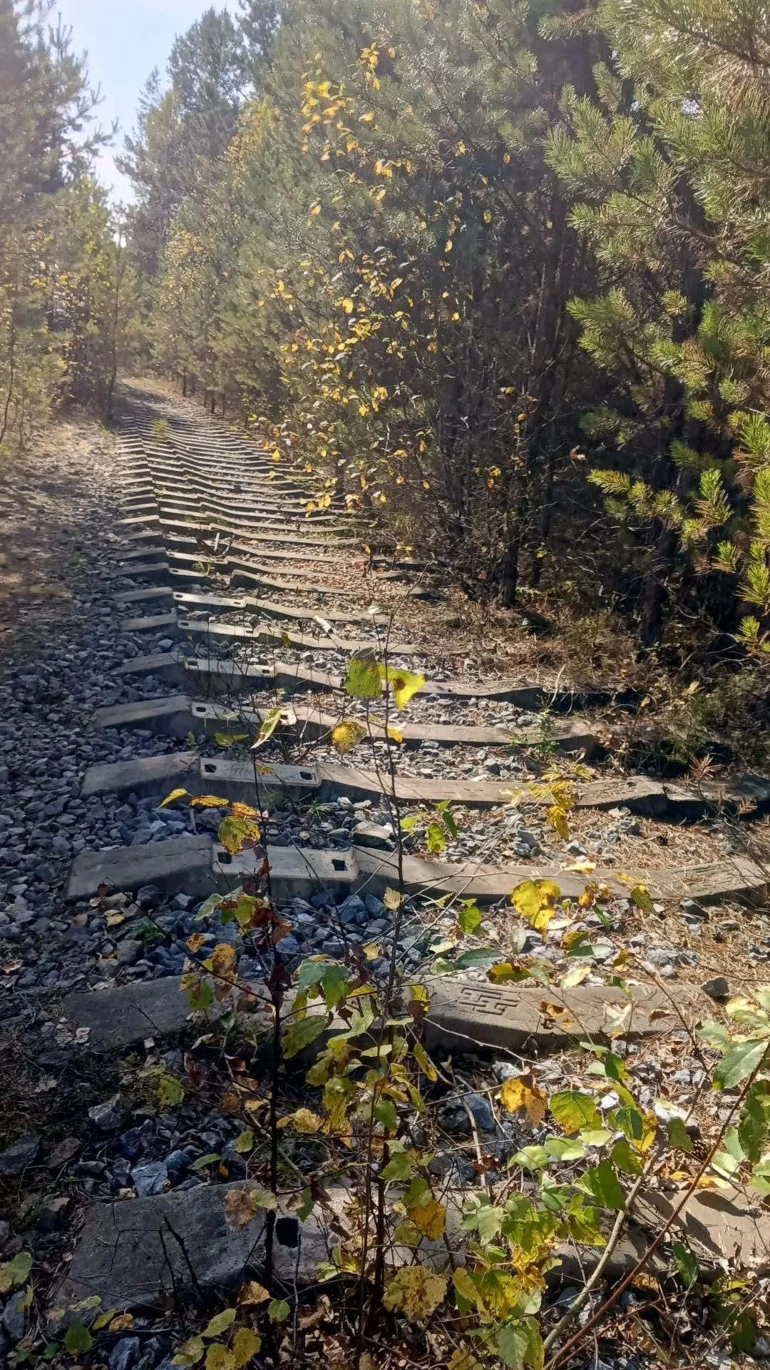 📸 Осень в объективе камеры жительницы Салаира Людмилы Платоновой.