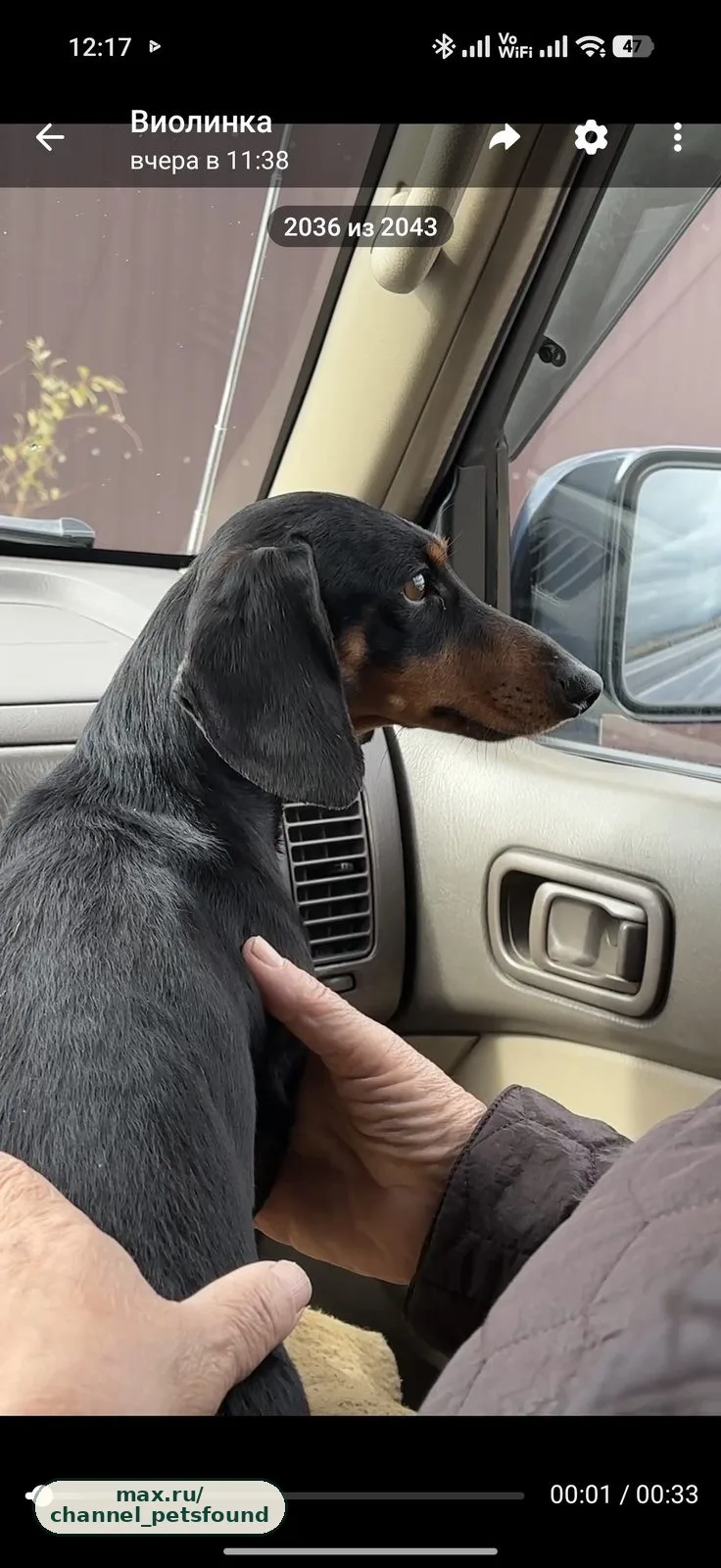 🐾 Найден питомец — Чита
