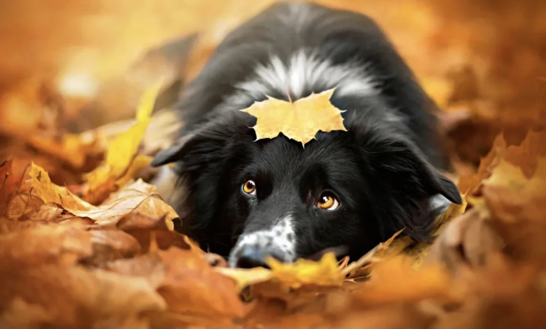 🍁На Кубань идёте осень