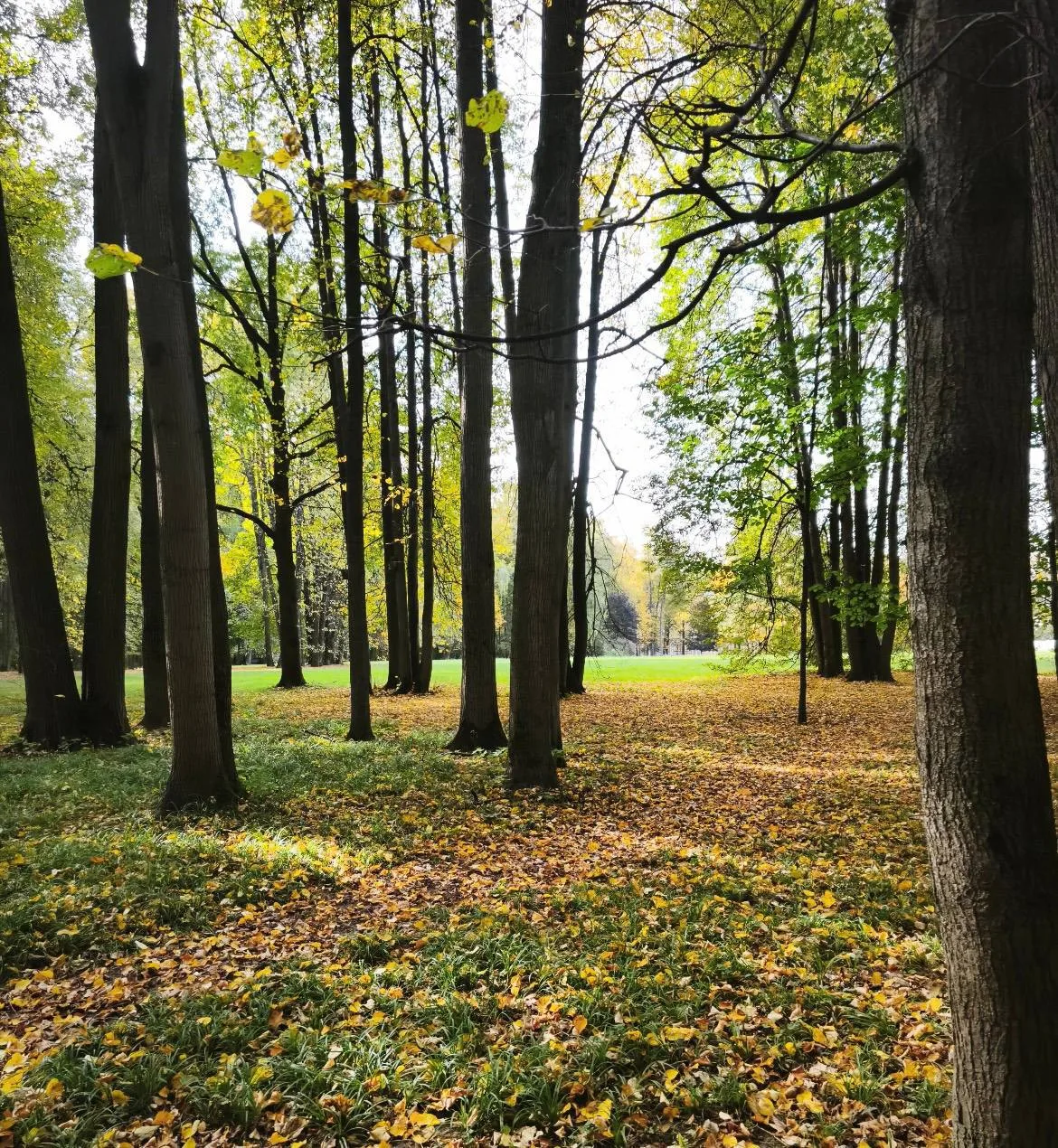 Слышите шорох листвы? 🍁