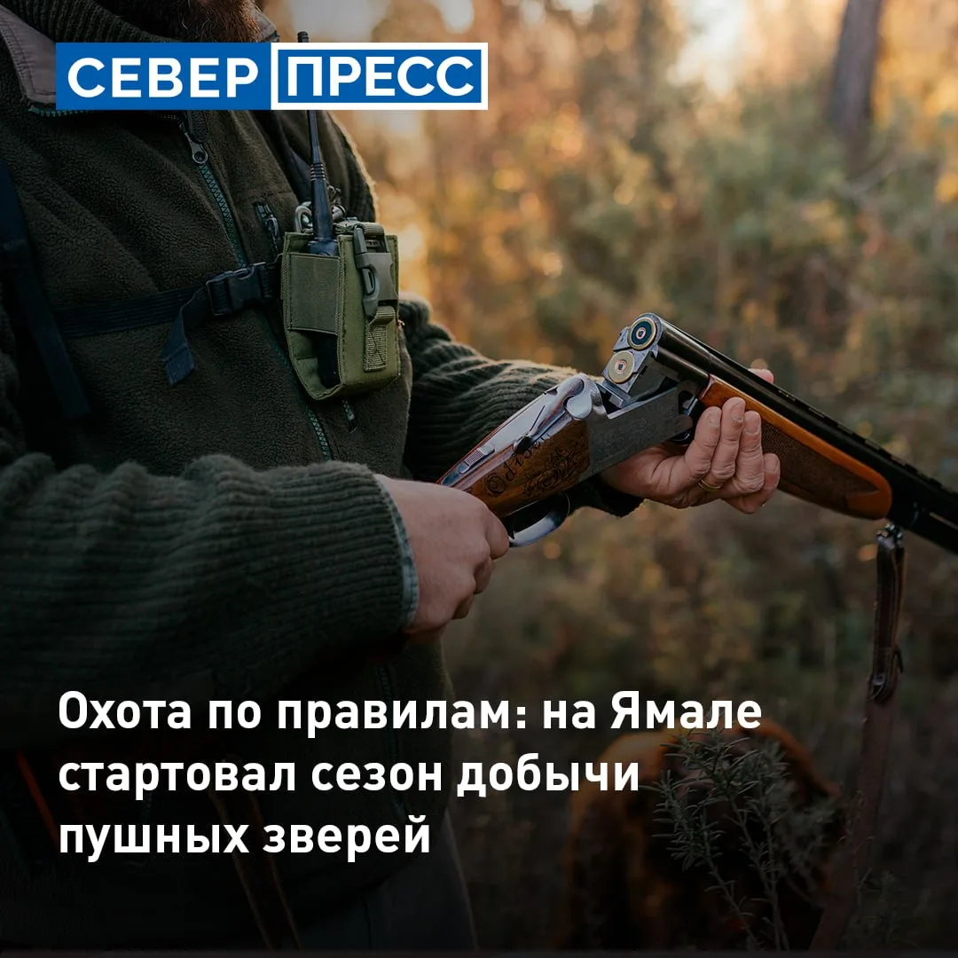 На Ямале открыли сезон охоты на несколько видов пушных зверей: росомаху, горностая, лас...