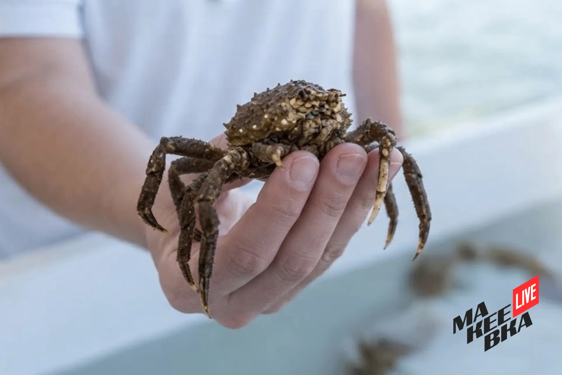 🦞 В Азовском море распространяется новый вид крабов